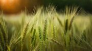 Для пострадавших аграриев хотят продлить статус сельхозтоваропроизводителя