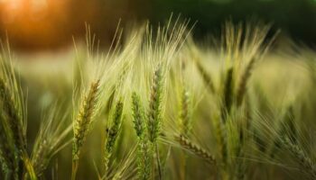 Для пострадавших аграриев хотят продлить статус сельхозтоваропроизводителя